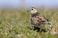 27539 Charadrius morinellus (Piviere tortolino)
